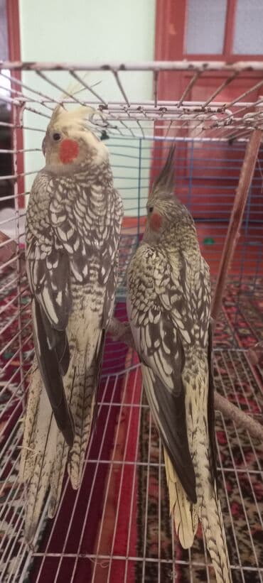 əbabil quşu satılır: Salam.Tam saglam 8ayliq. 4 eded var Isteyen buyursun cutunu alana — 10