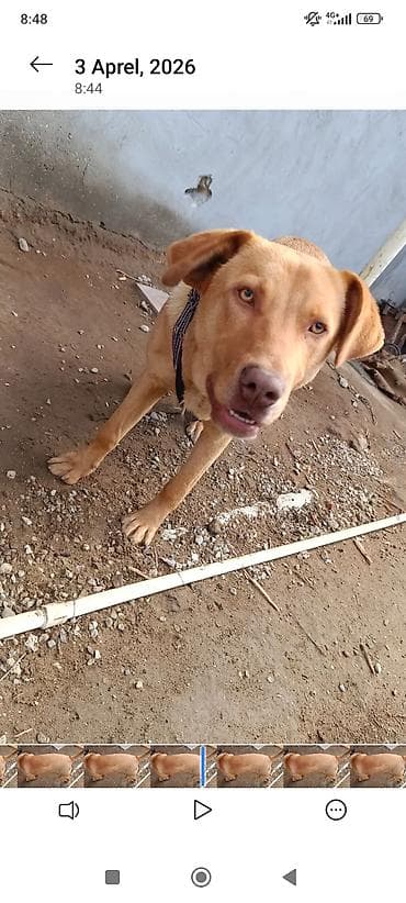 golden retriever satilir: Retriever, 10 ay, Erkek, Peyvəndli, Ünvandan götürmə — 10