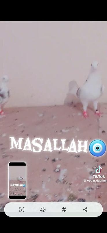 quş satılır: Qırmızı-boz naxışlı, ağ əsas rəngli dekorativ göyərçinlər dəsti — 3