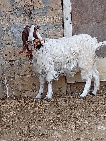 Птицы: Salam 1 ədəd təmiz hələb keçisi 2 qarın doğub tək satılır təzə — 3