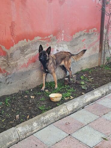 Akvariumlar: Belçika çoban iti — 2