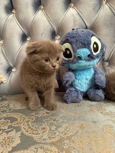 вислоухий кот цена: Şotland yastı qulaq — 4