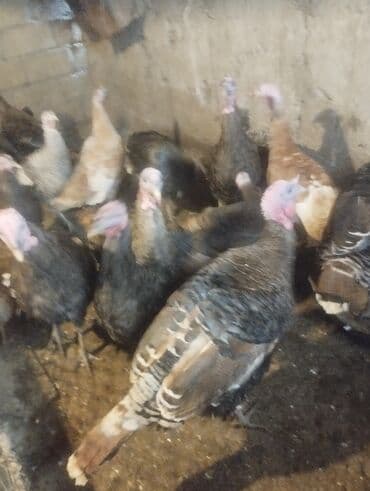 Коровы, быки: Xorzu dir klosu 16manat.Ünvan Tərtər — 1