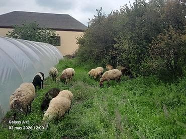 cins inəklər: Dişi, il: 5, 40 kq, Damazlıq, Ünvandan götürmə — 3