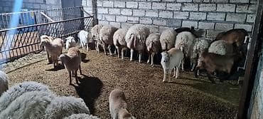 gozel pisik sekilleri: Heyvanlar satılır qoc balasız cavan qoyunlar 10 aylıg erkəy dişi — 2