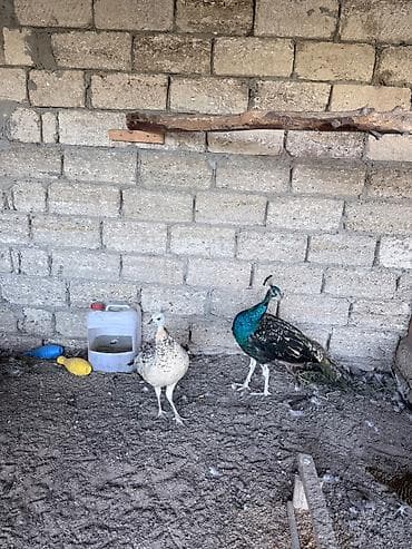 tutu quşu: Tam saglam qaraqanad tovuz qushlari cutu 380 man 15 ayliq — 4