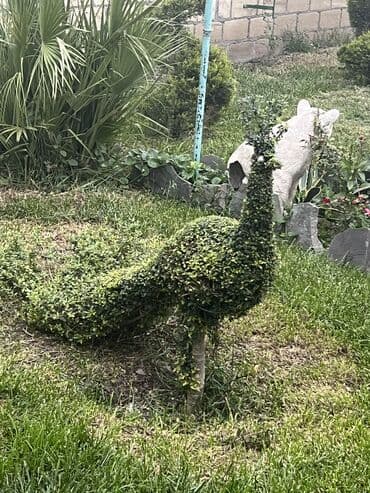 Tovuz quşu DEKAROTİV AGACLARİN SATİŞİ BİZDƏ KİM İSDƏYİRSƏ YAZSİN 450 lalafo.az -da Tovuz quşu DEKAROTİV AGACLARİN SATİŞİ BİZDƏ KİM İSDƏYİRSƏ YAZSİN 450