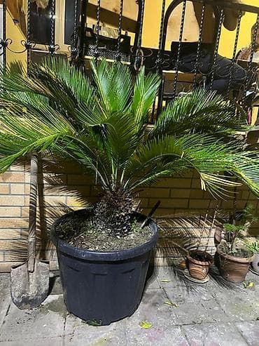 otaq teravetlendirici: Böyük ölçülü sago xurması (Cycas revoluta) – qara plastik qazonda — 2