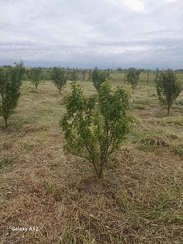 yun doşək: Meyvə ağacları – yerüstü köklü kollar - Növ: daş meyvə ailəsi — 5