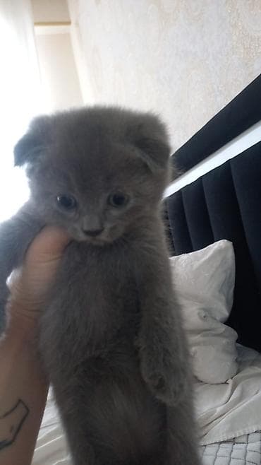 pişim: Şotland — 6