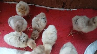 ördək qaz: Hündüşqa balaları satılır 4-5 günlükdü.Tam sağlam cücələrdi.Ünvan — 1