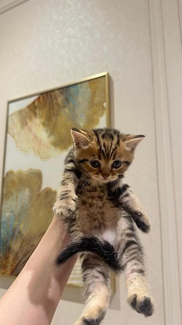 1 azn pişik: Britan, Erkək, Ödənişli çatdırılma — 1