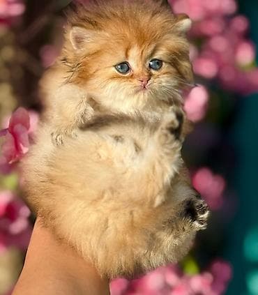 ev itler: Fars — 5