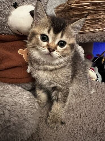 шиншилла котенок купить: Шиншилла, Самка, Самец, В добрые руки, Самовывоз — 3
