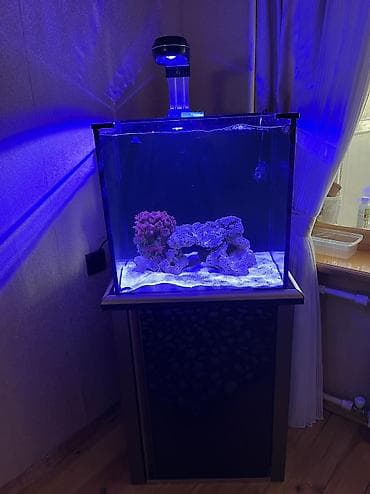 akvarium baliqlari: Hazir okean akvariumu satilir icinde dashi qumu 3 ilbizi musherom — 1