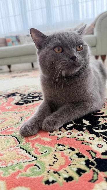 pişik qiymətləri: Britan, Erkək — 2