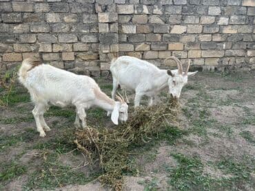Ağ rəngli 2 baş keçi dəsti - Növ: yerli süd/ət istiqamətli keçilər -