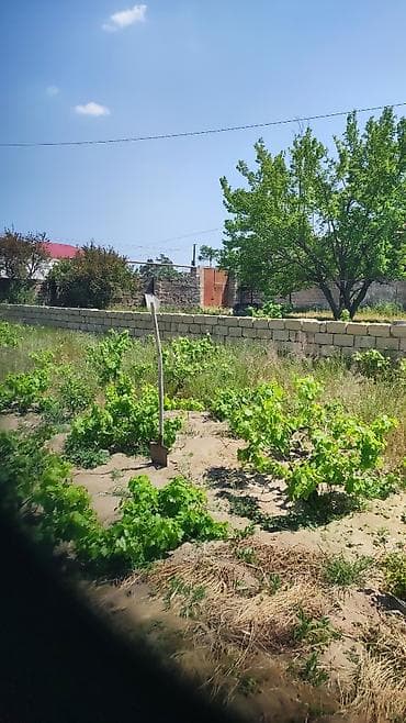 8 sot, Tikinti, Mülkiyyətçi, Kupça (Çıxarış) — 7