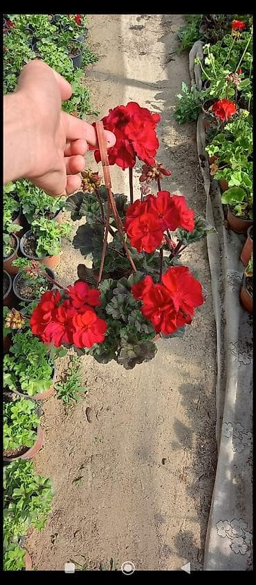 qirmizi kala gulu: Məhsul: Sardunya (Pelargonium) saksı gülləri Təsvir: - İsti, canlı — 1