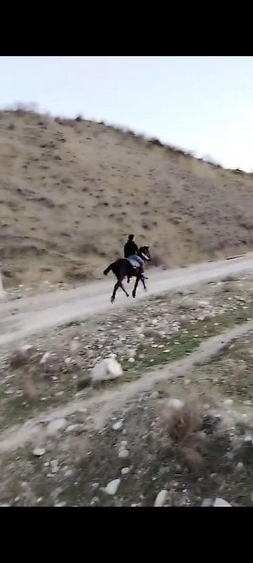 bala atlar: Erkəkdi 2yaşın tamam edib yorğadı sakit heyvandır — 2