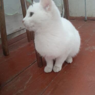 Balıq qulağı: Dişi, Yaxşı əllərə — 4