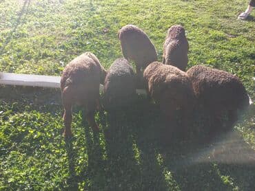 cins qoyun: Qoyun ve quzular. 2 ayliq 6 quzu ve 2 bala vermiş qoyun birlikde — 4