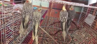 əbabil quşu satılır: Salam.Tam saglam 8ayliq. 4 eded var Isteyen buyursun cutunu alana — 9