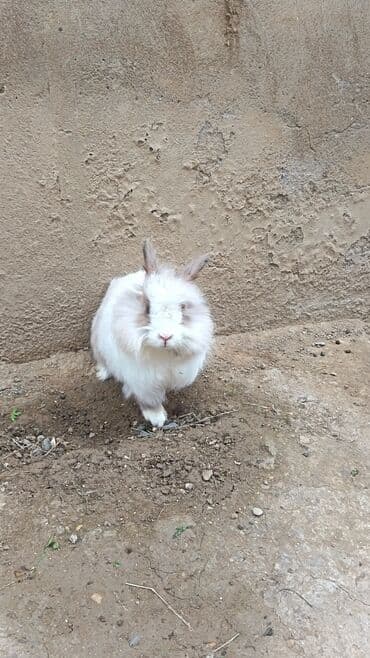 Salam. 13 eded dovsan birlikde satilir. Texmini -7-8 si