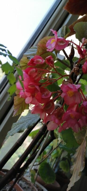 otaq bitkilərinin adları: Ana ureyi beqoniya — 4