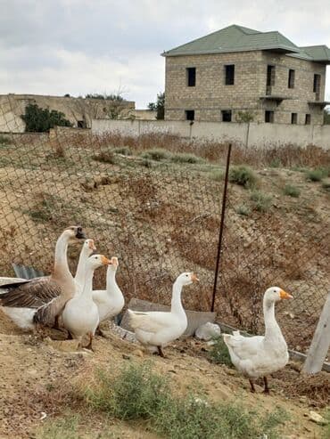 2 ayliq cuceler: Erkək, Ətlik, Ünvandan götürmə — 1