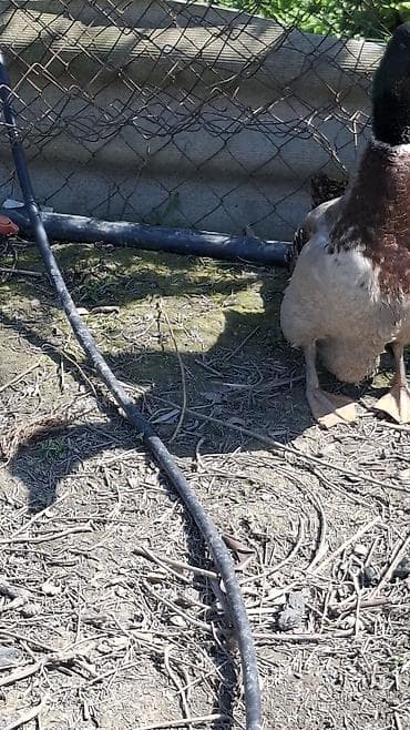 dik ördek: Erkək, Damazlıq — 2