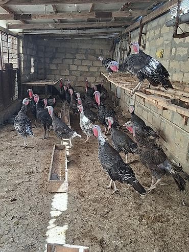 sevgi qusu: Erkək, Damazlıq — 3