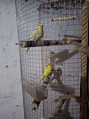 heyratı barter: 2 ədəd quş erkek sapsarı olan təmiz qan çexdi dişi çexdən dönmə krem — 3