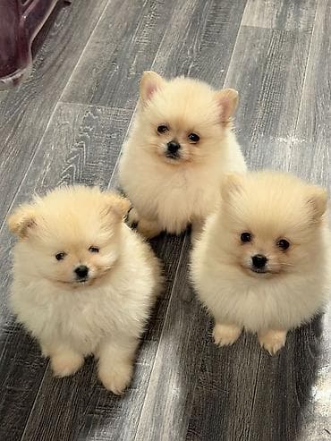 afcarka itləri: Şpitz — 3