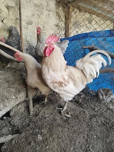 goyərcin yumurta: Avstrolop yumurtası satılır, ağ, qara, boz rəngləri var — 2