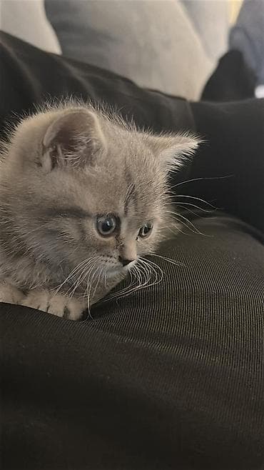 pișik: Erkək, Pulsuz çatdırılma — 3