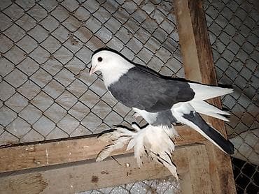 tap az goyercin: Qoşa çəp Maya dişi quşudu cüte gedir — 2