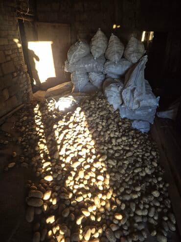 Готовые блюда, кулинария: Məhsul: Təbii təsərrüfat kartofu Təsvir: - Yerli təsərrüfatdan — 3