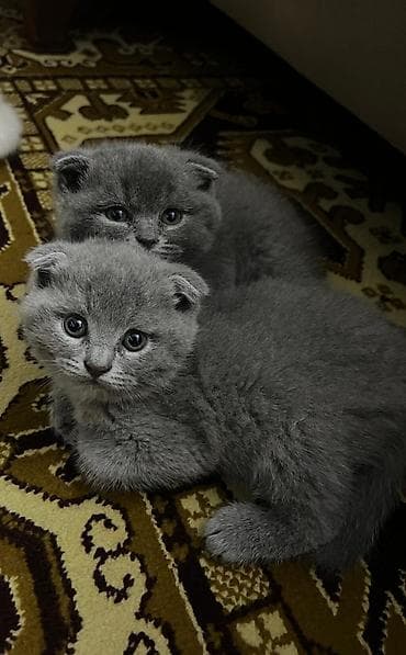 sfinks pişik: Britaniya və Şotland qırışıqlı (Scottish Fold) balaları - Rənglər — 7