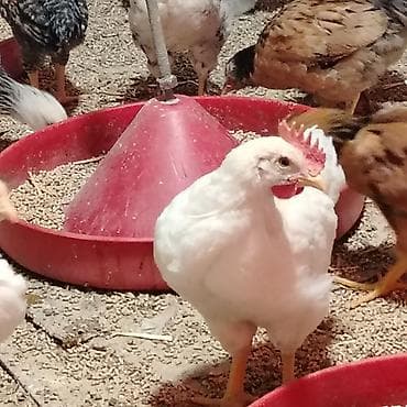 yetim quzular: Toyuq cücələri, Damazlıq, Ünvandan götürmə — 3