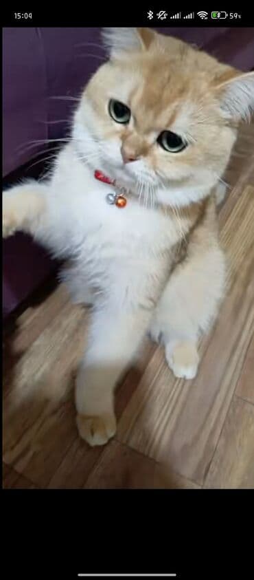 британская шиншилла: Qızıl şinşilla, Erkək, Yaxşı əllərə, Ünvandan götürmə — 3