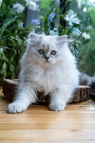 pişik pers: Gümüş kölgəli (silver shaded) uzun tüklü pişik balaları - Cins/Tip — 3