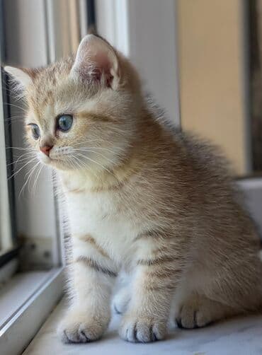 британская шиншилла баку: Британская, Самка, Самовывоз — 5