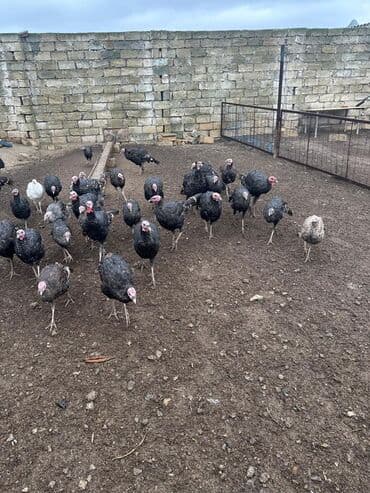 Inəklər, öküzlər: Məhsul: Hind quşları (qara rəngli sürü) Təsvir: - Şəkillərdə geniş — 2