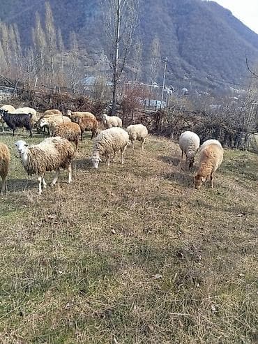 Бараны, овцы: Balalı qoyunlar boğaz qoyunlar razılaşma yolu ilə - Növ: Qoyun — 2