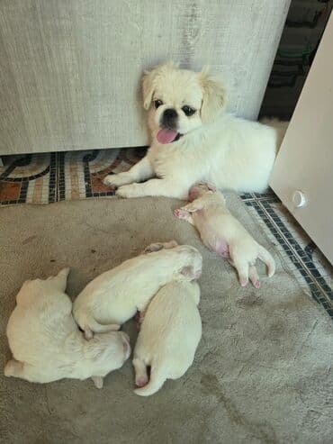 мейн кун купить в баку: Pekines, Ünvandan götürmə — 5