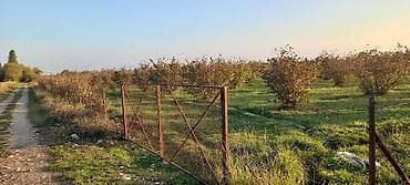 166 sot, Kənd təsərrüfatı, Mülkiyyətçi, Kupça (Çıxarış) — 7