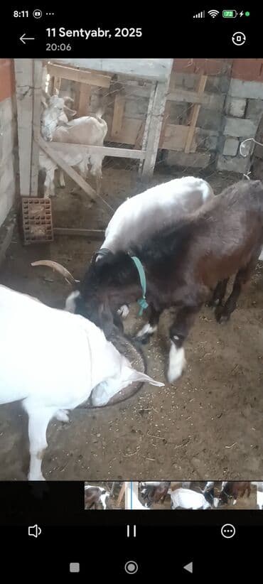 Ягнята: Məhsul: Südlük keçilər Təsvir: - Şəkillərdə bir neçə baş keçi — 9