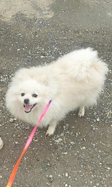 Şpitz, 7 ay, Dişi, Peyvəndli, Ünvandan götürmə, Ödənişli çatdırılma