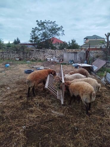 qurbanliq quzular: Kök erkək quzular — 1